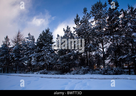 Schneebedeckte Bäume entlang einer kleinen Straße an einem Wintertag in städtischen Dundee, Großbritannien Stockfoto