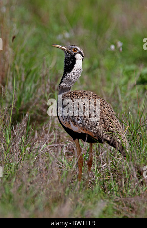 Hartlaub Trappe (Eupodotis Hartlaubii) Männchen, anzeigen, Tsavo West Nationalpark, Kenia, november Stockfoto