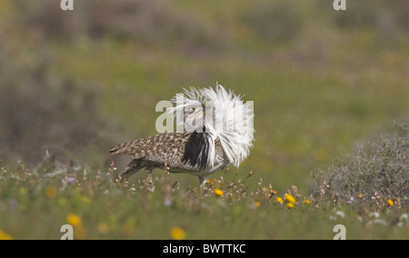 Houbara Bustard (Chlamydotis Undulata Fuertaventurae) Männchen, anzeigen, Lanzarote, Kanarische Inseln Stockfoto