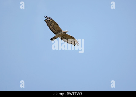 Orientalische Wespenbussard (Pernis Ptilorhynchus) Erwachsenen während des Fluges, Goa, Indien, november Stockfoto