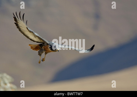 Schakal Bussard (Buteo Rufofuscus) Erwachsenen, im Flug über Tal, Burg des Riesen, Drakensberge, Natal, Südafrika Stockfoto