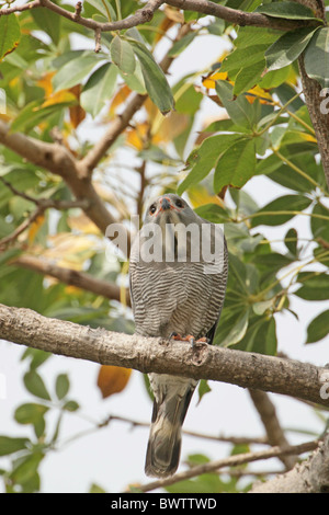 Eidechse Bussard (Kaupifalco Monogrammicus) Erwachsenen, thront im Baum, Gambia, Dezember Stockfoto