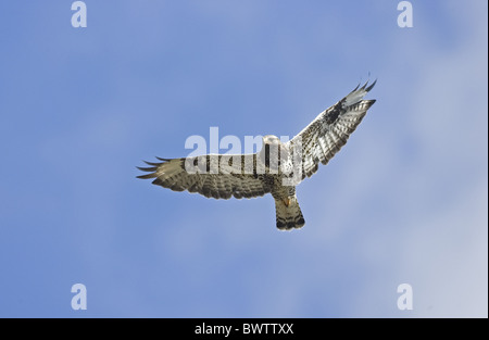 Rough-legged Bussard (Buteo Lagopus) Erwachsenen während des Fluges, Varangerfjord, Finnmark, Norwegen Stockfoto