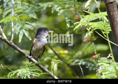 Grau-Kragen Becard (Pachyramphus großen) Erwachsenen, thront auf Zweig im Urwald, Cayo District, Belize Stockfoto