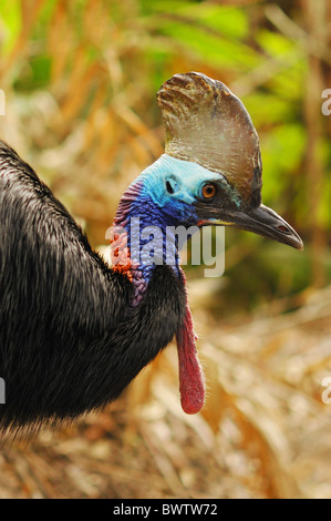 Südlichen Helmkasuar (Casuarius Casuarius) Erwachsene, Nahaufnahme des Kopfes, im tropischen Fächerpalme Regenwald, Tam o' shanter N.P., Queensland, Australien, august Stockfoto