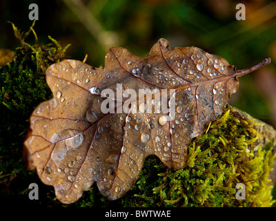 Eichenblatt mit Regen fällt auf Moos Stockfoto