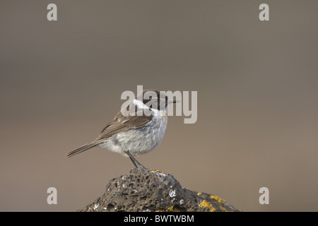 Kanarischen Inseln Chat (Saxicola Dacotiae) Männchen, stehend auf Felsen, Fuerteventura, Kanarische Inseln Stockfoto