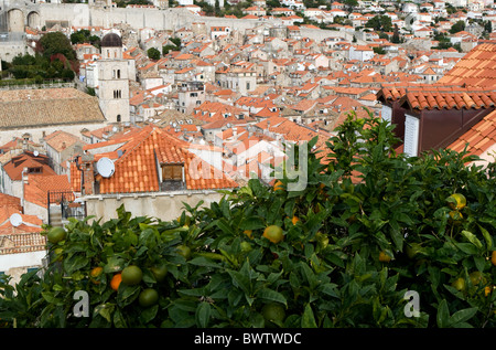 Blick über die Dächer der Altstadt von Dubrovnik mit einem Orangenbaum im Vordergrund Stockfoto