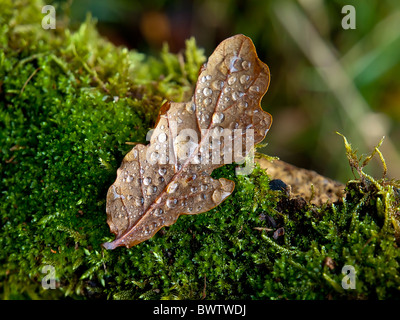 Eichenblatt mit Regen fällt auf Moos Stockfoto