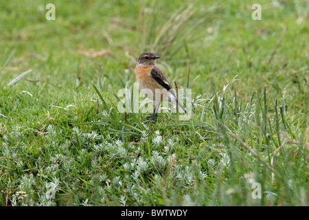 Gemeinsamen Schwarzkehlchen (Saxicola Torquata Axillaris) Erwachsene weiblich, stehend auf feuchten Gebiet, Kenia, Oktober Stockfoto