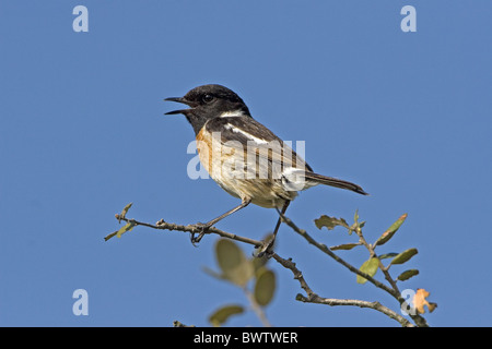 Gemeinsamen Schwarzkehlchen (Saxicola Torquata) erwachsenen männlichen, kann singen, thront im Busch, Extremadura, Spanien, Stockfoto