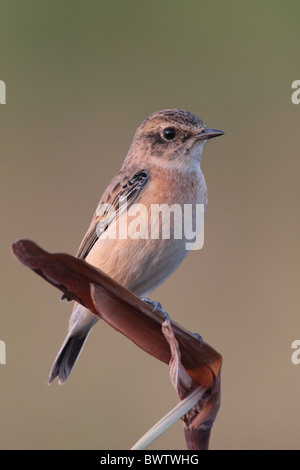 Sibirische Schwarzkehlchen (Saxicola Maurus) erste Winter männlich, thront auf Stamm, Long Valley, Hong Kong, China, Oktober Stockfoto