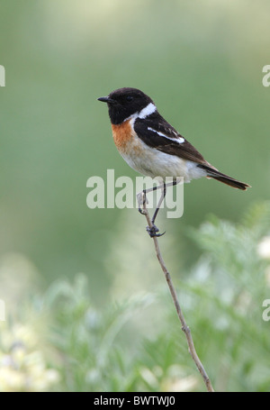 Sibirische Schwarzkehlchen (Saxicola Maurus) Männchen, thront auf Zweig, See Alakol, Kasachstan, Juni Stockfoto