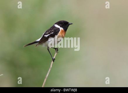 Sibirische Schwarzkehlchen (Saxicola Maurus) Männchen, thront auf Zweig, See Alakol, Kasachstan, Juni Stockfoto