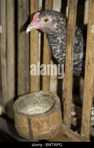 Haushuhn, Huhn, im Bambus-Koop-Modus mit Bambus Feeder, Palawan, Philippinen, März Stockfoto