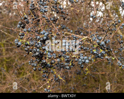 Schlehen, die Frucht von der schwarze Dorn Stockfoto