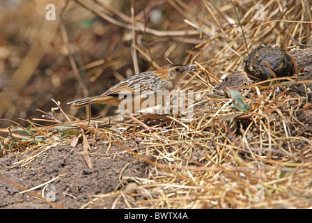 Stout Cistensänger (Cistensänger Robustus) Erwachsenen, Fütterung auf Boden, Debre Libanos Schlucht Oromia in Äthiopien, april Stockfoto