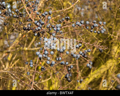 Schlehen, die Frucht von der schwarze Dorn Stockfoto