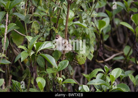 Erwachsene, Gesang, thront im Busch, Lake Naivasha, Kenia, Oktober Rasseln Cistensänger (Cistensänger Chiniana) Stockfoto