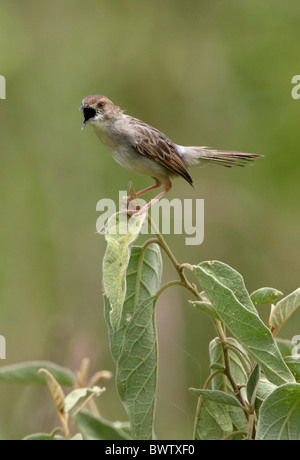 Rasseln Cistensänger (Cistensänger Chiniana) Erwachsene, Gesang, schwarze Gape, thront im Busch, Lake Naivasha, Kenia, Oktober Stockfoto