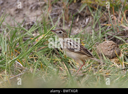 Brust-Patch Cistensänger (Cistensänger Brunnescens) Erwachsenen, auf Anhöhe, Lake Nakuru N.P., Great Rift Valley in Kenia, november Stockfoto