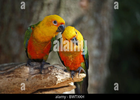 Jandaya-Sittich (Aratinga Jandaya) Erwachsenen paar, kleben, Pantanal, Mato Grosso, Brasilien Stockfoto