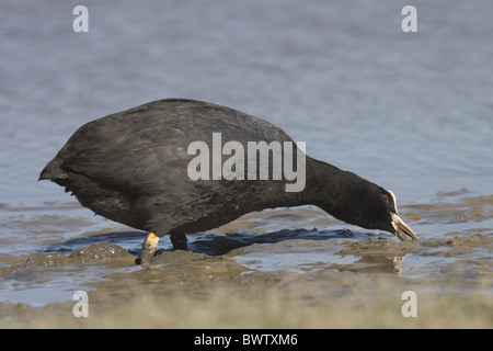 Gemeinsamen Blässhuhn (Fulica Atra) Erwachsenen, Fütterung in Schlamm, Norfolk, England Stockfoto