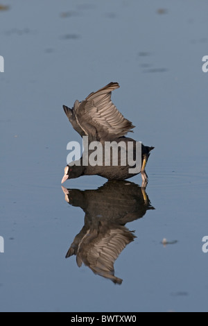 Gemeinsamen Blässhuhn (Fulica Atra) Erwachsene, stretching Flügel mit Spiegelung im Wasser, Minsmere RSPB Reserve, Suffolk, England, kann Stockfoto
