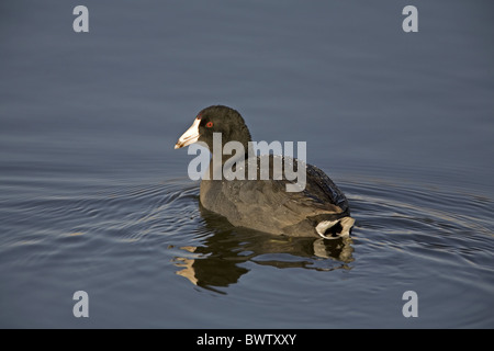 Amerikanisches Blässhuhn (Fulica Americana) Erwachsene, Wassertropfen schwimmen, auf Rücken, North Dakota, U.S.A. Stockfoto