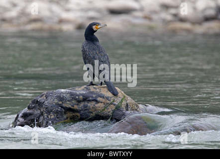 Großer Kormoran (Phalacrocorax Carbo) Erwachsenen, stehen auf Felsen im Fluss, Chitwan N.P., Nepal, Januar Stockfoto
