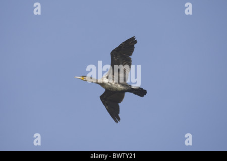 Großer Kormoran (Phalacrocorax Carbo) Jugendkriminalität, während des Fluges, Norfolk, England Stockfoto