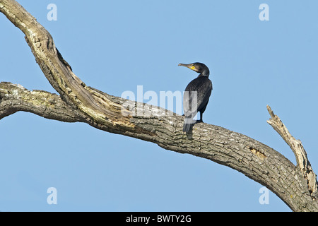 Großer Kormoran (Phalacrocorax Carbo) Erwachsenen, stehend auf Toten Eiche Zweig, Warwickshire, England, Sommer Stockfoto