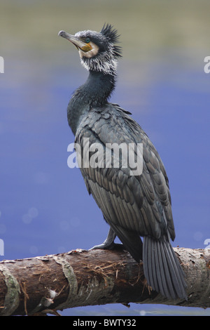 Großer Kormoran (Phalacrocorax Carbo) Erwachsenen, stehend auf AST neben Kanal, Hackney, London, England, Februar Stockfoto