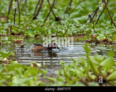 Zwergtaucher mit Küken und Libelle Beute Stockfoto