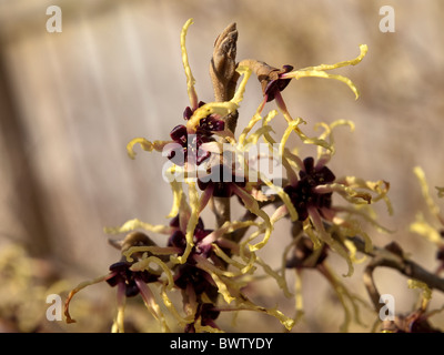 Zaubernuss Hamamelis 'Arnold Promise' Blüte hautnah. Stockfoto