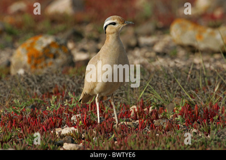 Cremefarbene Renner (Cursorius Cursor) Erwachsenen, Fuerteventura, Kanarische Inseln, März Stockfoto