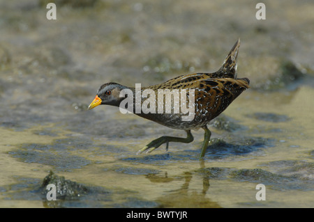 Spotted Crake (Porzana Porzana) Erwachsene, Fütterung im flachen Wasser, Lesbos, Griechenland, april Stockfoto