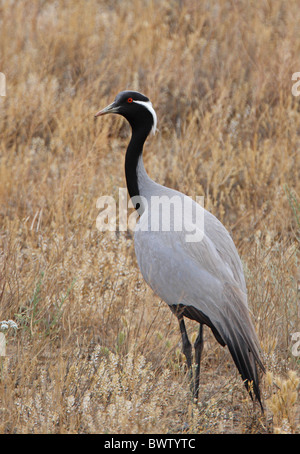 Demoiselle Kran (Anthropoides Virgo) Erwachsenen, stehen in der Wüste, Taukum Wüste, Kasachstan, Juni Stockfoto