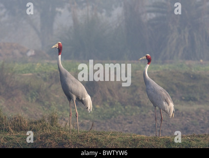 Stilicho Kranich (Grus Antigone) Erwachsenen paar, auf Anhöhe, Rajasthan, Indien, Januar Stockfoto