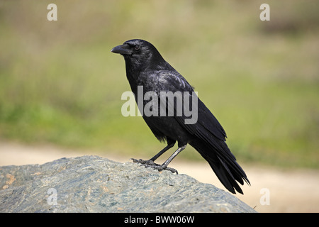 Amerikanische Krähe (Corvus Brachyhynchos) Erwachsenen, stehend auf Rock in Kalifornien, U.S.A. Stockfoto