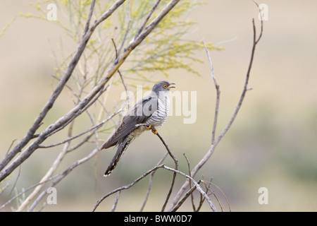 Gemeinsamen Kuckuck (Cuculus Canorus) männlichen Erwachsenen, mit der Aufforderung, thront auf Besen (Retama SP.) Zweig, Extremadura, Spanien, Mai Stockfoto