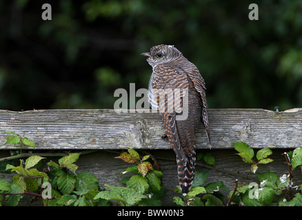 Gemeinsamen Kuckuck (Cuculus Canorus) Jugendkriminalität, thront auf Zaun, Norfolk, England, Juli Stockfoto