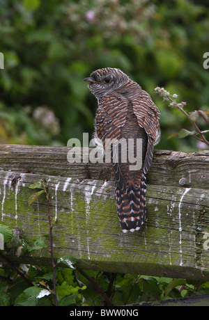 Gemeinsamen Kuckuck (Cuculus Canorus) Jugendkriminalität, thront auf Zaun, Norfolk, England, Juli Stockfoto