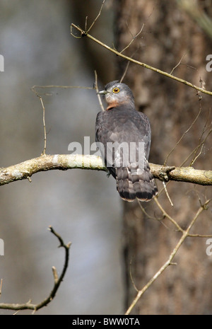 Gemeinsamen Hawk-Kuckuck (Hierococcyx Varius) Erwachsenen, thront auf Zweig, Chitwan N.P., Nepal, Januar Stockfoto