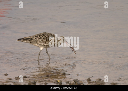 Eurasische Brachvogel (Numenius Arquata) Erwachsenen, Fütterung auf marine Wurm im Wasser, Norfolk, England Stockfoto