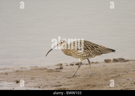 Eurasische Brachvogel (Numenius Arquata) Erwachsenen, Fütterung, auf Schlamm am Gewässerrand, Norfolk, England Stockfoto