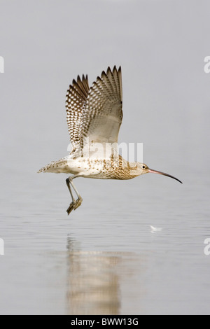 Eurasische Brachvogel (Numenius Arquata) Erwachsenen, im Flug über Wasser, Suffolk, England, november Stockfoto