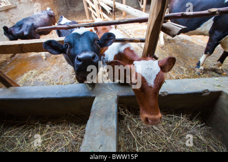 Kälber füttern (kenianische NGO) Maji Mazuri Zentrum, Nairobi, Kenia Stockfoto