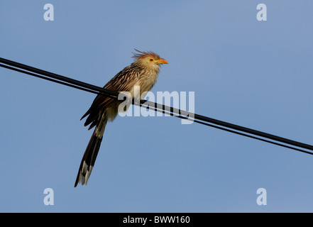 Guira Kuckuck (Guira Guira) Erwachsenen, thront über Powerline, Jujuy, Argentinien, Januar Stockfoto