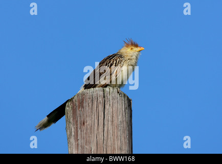 Guira Kuckuck (Guira Guira) Erwachsenen, thront auf der Pole, Jujuy, Argentinien, Januar Stockfoto